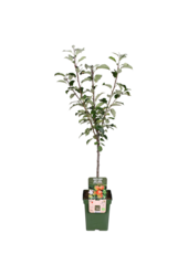 BIO Jabłoń Malus Elstar