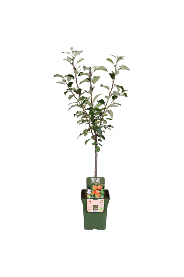 BIO Jabłoń Malus Elstar