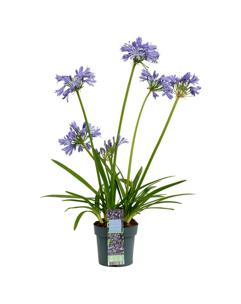 Agapanthus