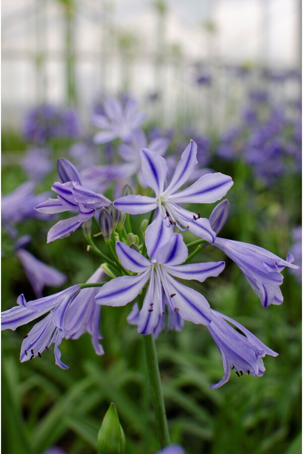 Lilia Afrykańska Agapanthus