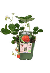 BIO Sadzonka truskawki Ananassa Delizzimo