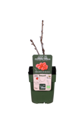 BIO Porzeczka Ribes Jonkheer Van Tets