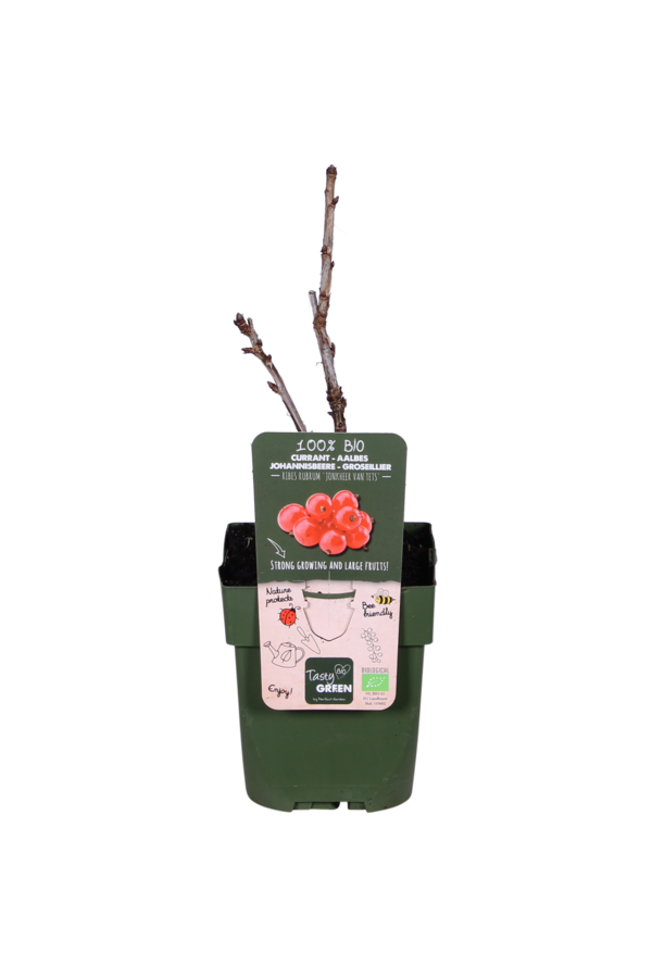 BIO Porzeczka Ribes Jonkheer Van Tets