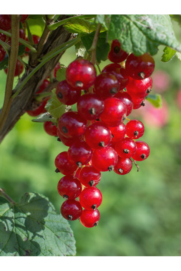 BIO Porzeczka Ribes Jonkheer Van Tets