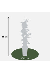 Róża pnąca kwitnąca przez cały sezon Vanilla