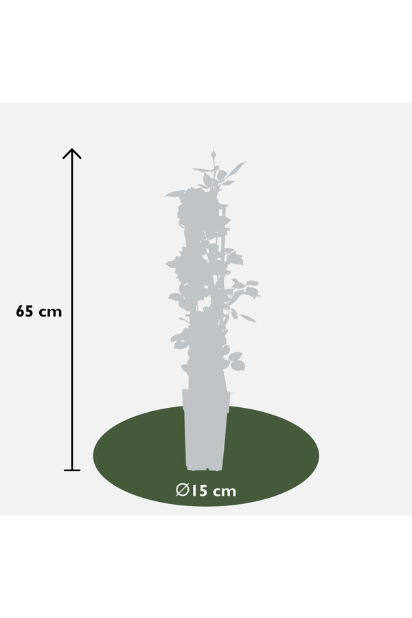 Róża pnąca kwitnąca przez cały sezon Vanilla