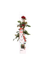 Kwitnąca róża pnąca Red