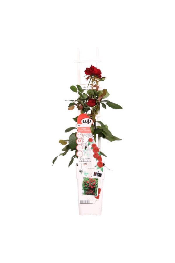 Róża pnąca powtarzająca kwitnienie Czerwona