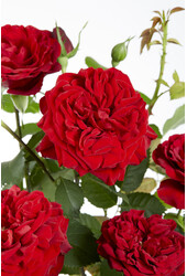 Róża pnąca powtarzająca kwitnienie Czerwona