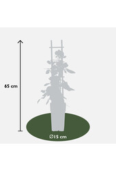 Róża pnąca powtarzająca kwitnienie Czerwona