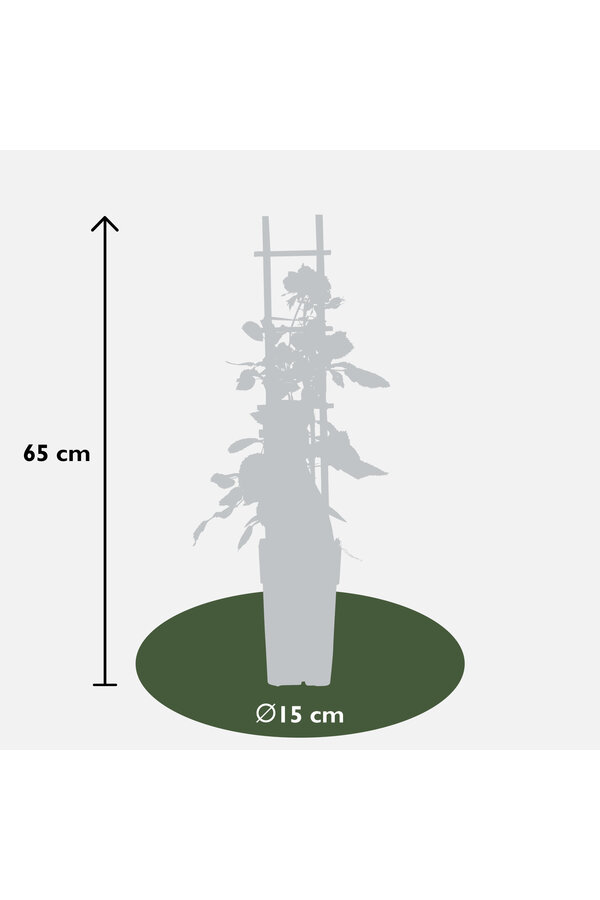 Róża pnąca powtarzająca kwitnienie Czerwona