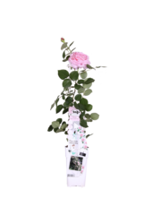 Kwitnąca róża pnąca Pink