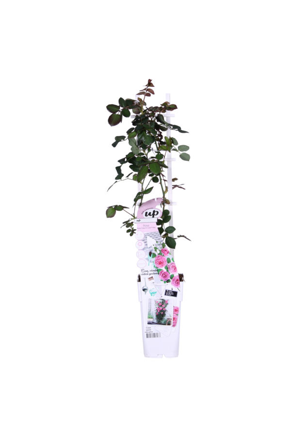 Róża pnąca kwitnąca przez cały sezon Różowa