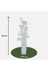 Róża pnąca kwitnąca przez cały sezon Różowa