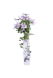 Kwitnący Powojnik Samaritan Jo™