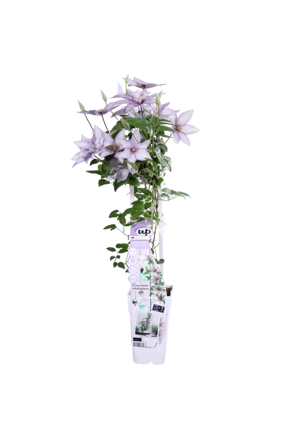 Kwitnący Powojnik Samaritan Jo™