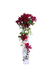 Kwitnący Powojnik Nubia™