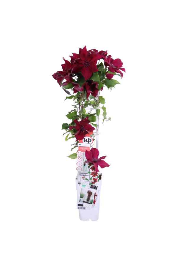 Kwitnący Powojnik Nubia™