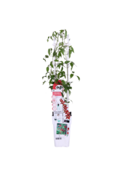 Kwitnący Powojnik Nubia™