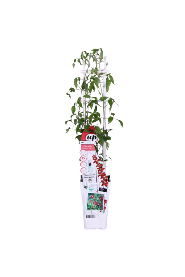 Kwitnący Powojnik Nubia™