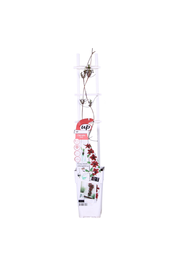 Kwitnący Powojnik Nubia™