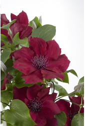 Kwitnący Powojnik Nubia™