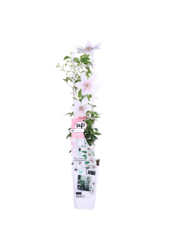 Kwitnący Powojnik Corinne™