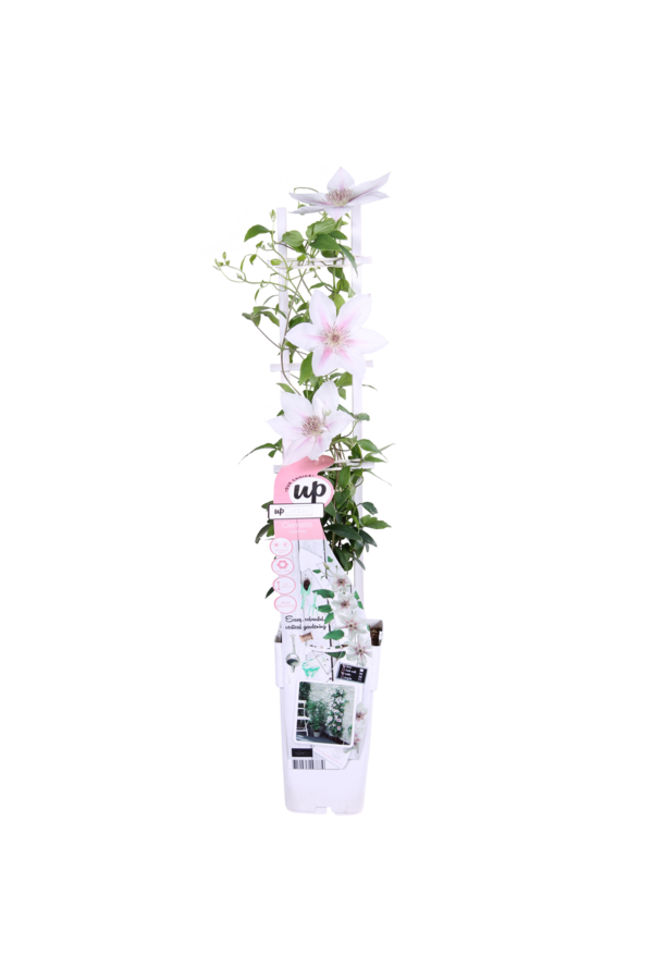 Kwitnący Powojnik Corinne™