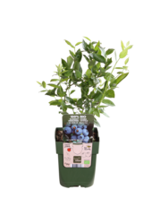 BIO Borówka Amerykańska Brigitta Blue