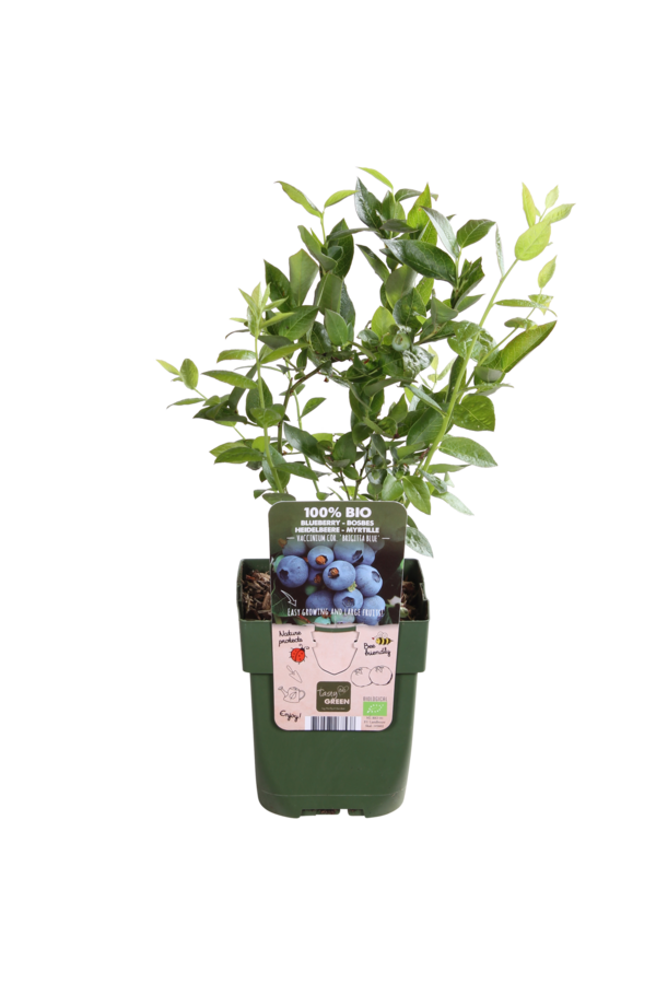 BIO Jagoda Brigitta Blue