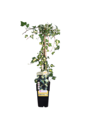 Pstry Bluszcz Goldheart