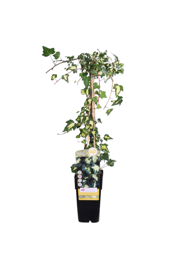 Pstry Bluszcz Goldheart