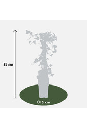 Pstry Bluszcz Goldheart