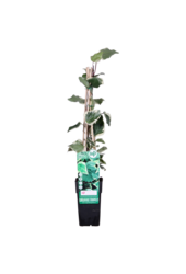 Pstrokaty Bluszcz Gloire De Maren