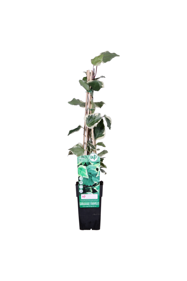 Bunte Bluszcz Gloire De Maren