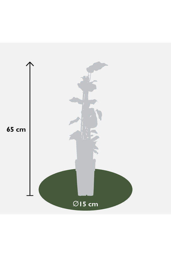 Pstrokaty Bluszcz Gloire De Maren