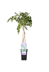 Wisteria Błękitny Deszcz Prolific