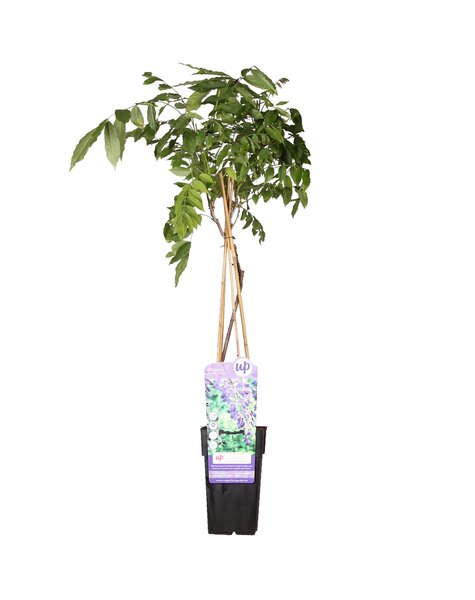 Wisteria Błękitny Deszcz