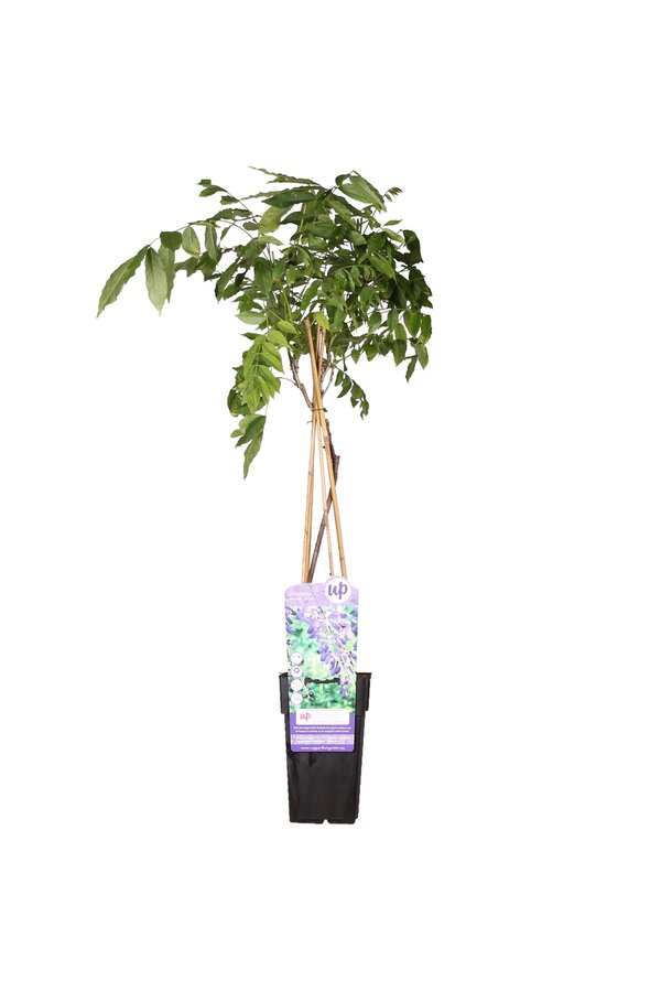 Wisteria Błękitny Deszcz Prolific