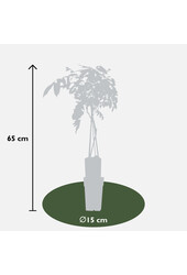 Wisteria Błękitny Deszcz Prolific
