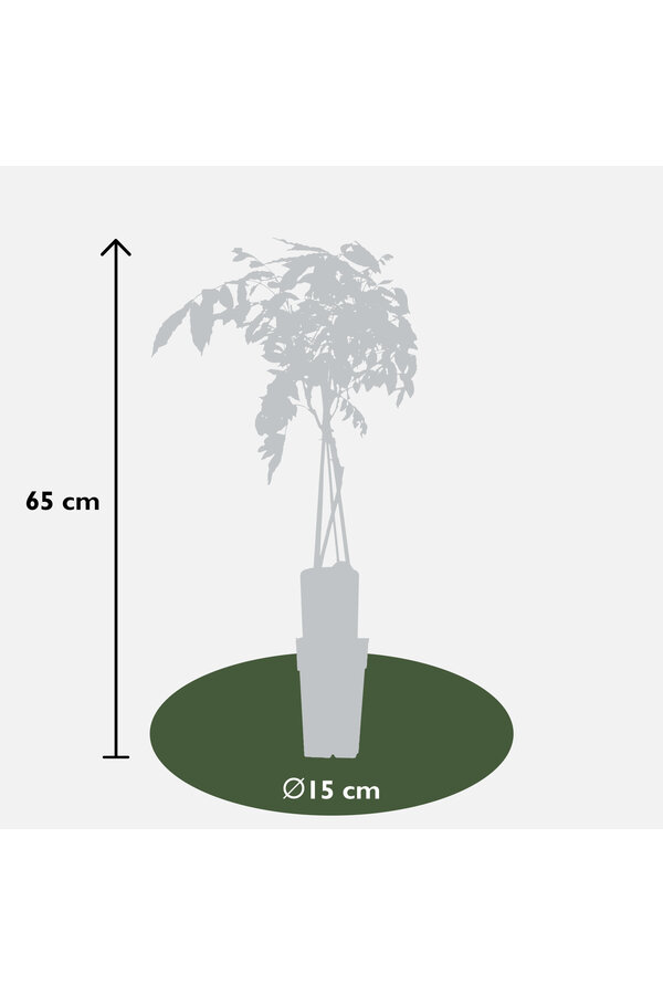 Wisteria Błękitny Deszcz Prolific