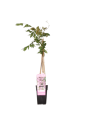 Wisteria Błękitny Deszcz Rosea