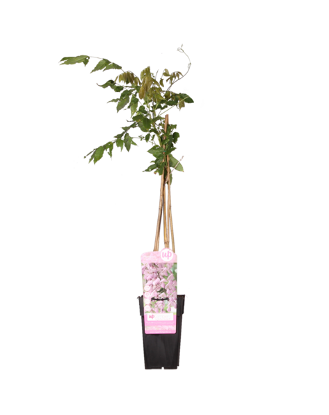 Wisteria Błękitny Deszcz