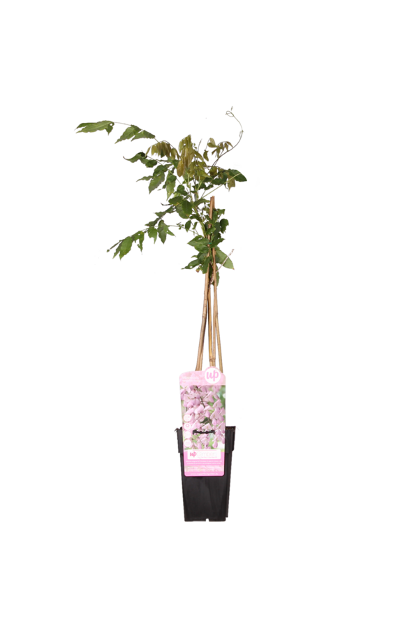 Wisteria Błękitny Deszcz Rosea