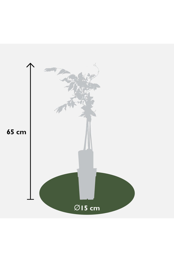 Wisteria Niebieski deszcz Rosea