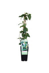 Lonicera Wiciokrzew Halliana