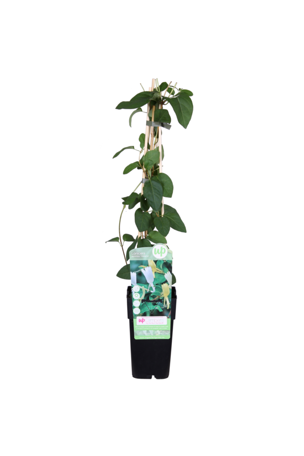 Lonicera Wiciokrzew Halliana