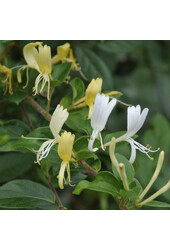 Lonicera Kamperfoelie Halliana
