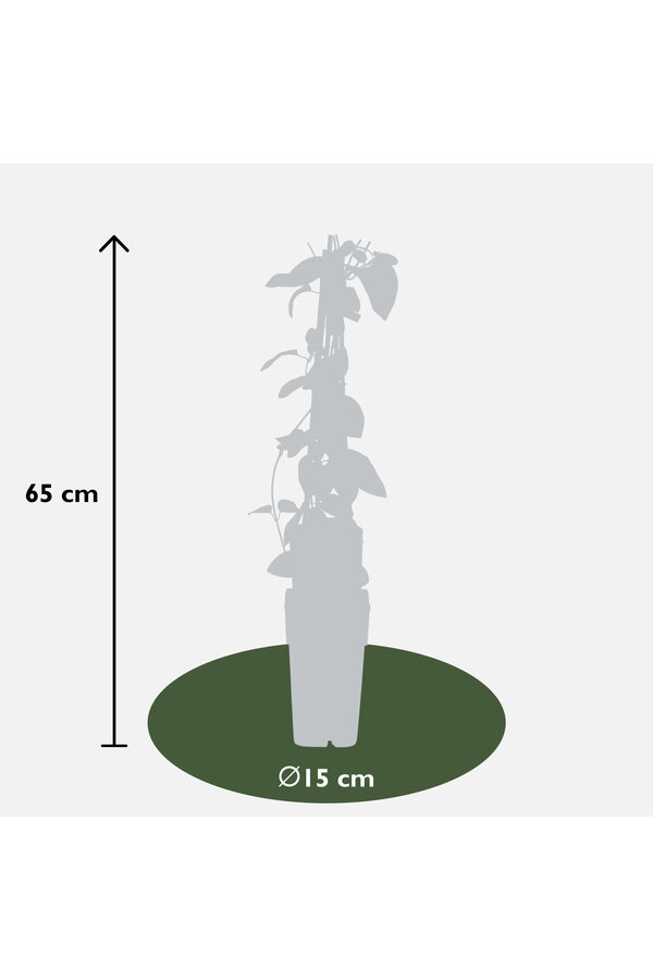 Lonicera Wiciokrzew Halliana