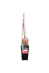 Lonicera Wiciokrzew Dropmore Scarlet